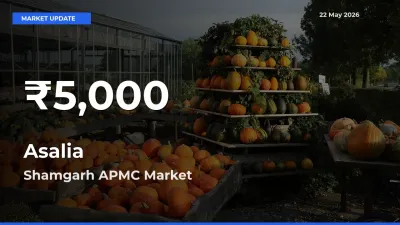 Why Asalia Prices Slumped in Shamgarh APMC – 30-Day Low Today