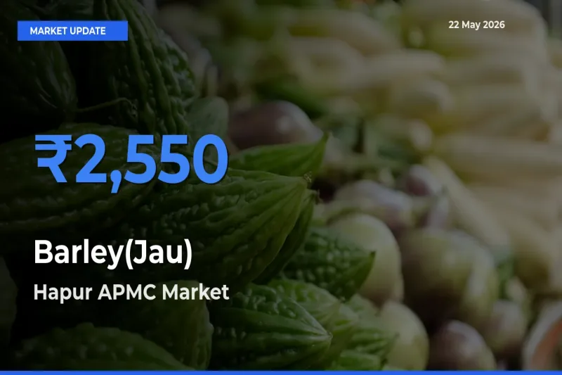 Barley(Jau) Mandi Rate Today: Hapur APMC Tops the List
