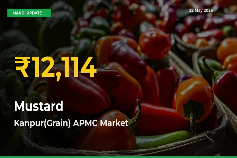 Fresh Record! Mustard Price Climbs to New High in Kanpur(Grain) APMC