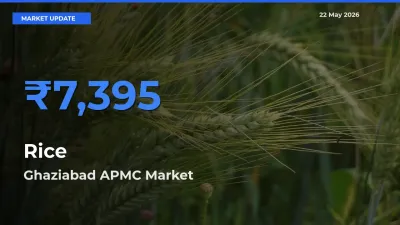 Ghaziabad APMC Leads as Top Mandi for Rice Prices