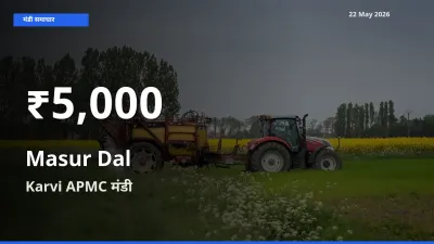 Karvi APMC में मसूर दाल के दाम 30 दिन के न्यूनतम स्तर पर, आज का मंडी भाव देखें