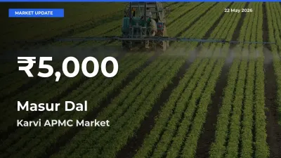 Why Masur Dal Prices Slumped in Karvi APMC – 30-Day Low Today