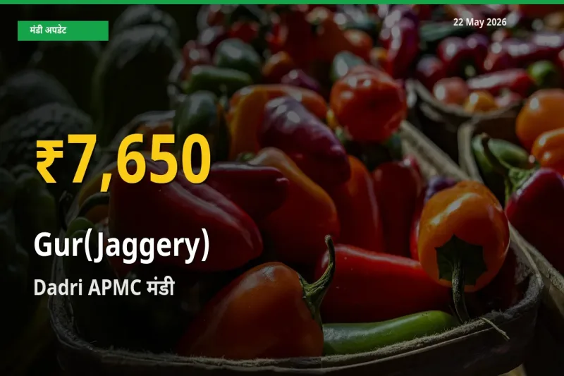 रिकॉर्ड तेज़ी! Dadri APMC में गुड़ ₹7,650 पर पहुँचा