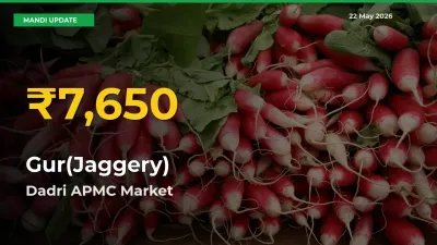 Dadri APMC Leads as Gur(Jaggery) Hits Highest Rate – May 22 Update