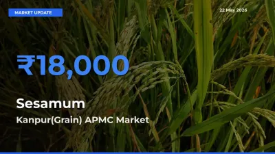 Kanpur(Grain) APMC Emerges as Top Mandi for Sesamum Prices Today