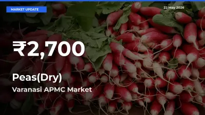 Why Peas(Dry) Prices Slumped in Varanasi APMC – 30-Day Low Today