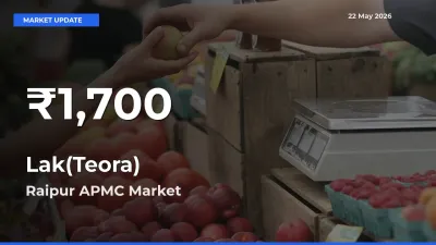 Why Lak(Teora) Prices Slumped in Raipur APMC – 30-Day Low Today