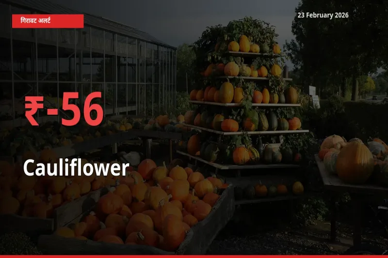 तेज़ गिरावट! मंडी में Cauliflower के दाम 55.68% लुढ़के