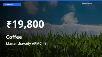 तेज़ गिरावट! Mananthavady APMC में कॉफी के दाम 30 दिन के निचले स्तर पर