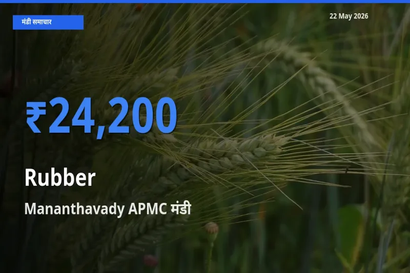 बाज़ार संकेत: Mananthavady APMC बना रबड़ के लिए आज की टॉप मंडी