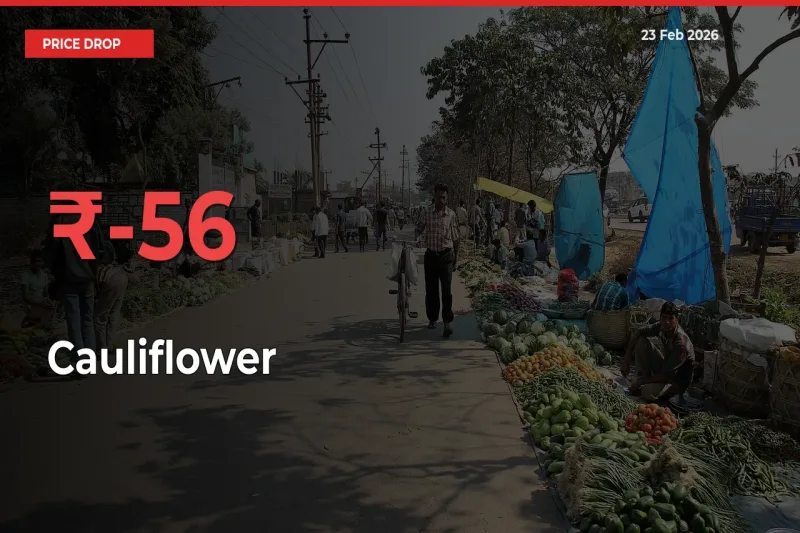 Cauliflower Mandi Rate Today: Prices Fall 55.68% at Market