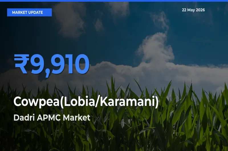 Cowpea(Lobia/Karamani) Mandi Rate Today: Dadri APMC Tops the List