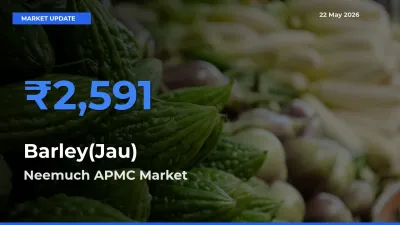Neemuch APMC Tops Barley(Jau) Mandi Rates Today