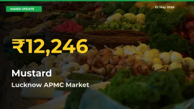 Farmers Benefit as Mustard Rate Touches New High in Lucknow APMC
