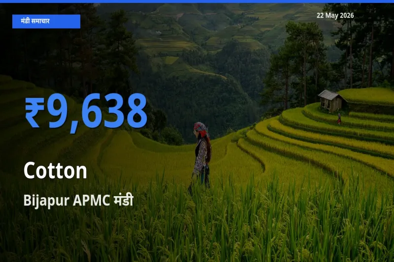 22 May अपडेट: कपास के सबसे ऊँचे दाम Bijapur APMC मंडी में