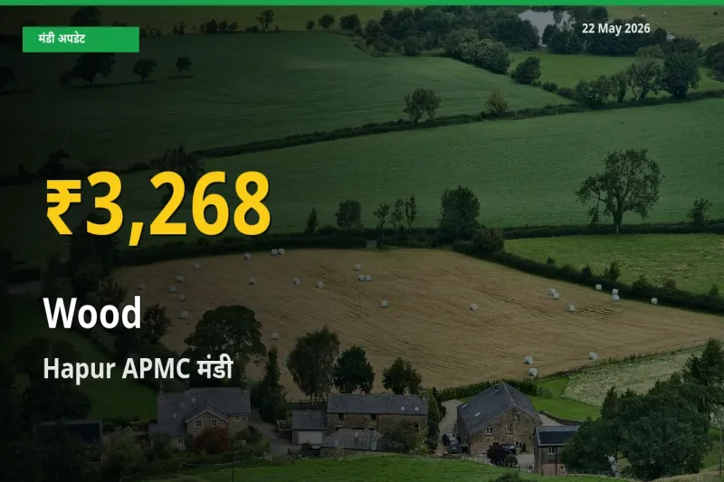 रिकॉर्ड तेज़ी! Hapur APMC में लकड़ी ₹3,268 पर पहुँचा