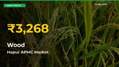 Why Wood Prices Are Climbing in Hapur APMC – Today’s New High Explained