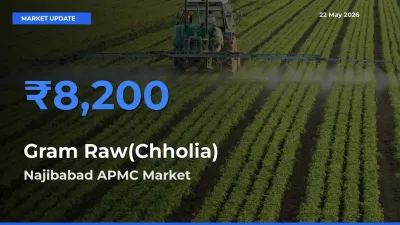 Market Watch: Najibabad APMC Becomes Top Mandi for Gram Raw(Chholia)