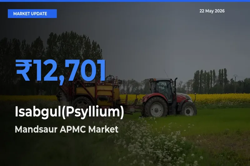 Mandsaur APMC Emerges as Top Mandi for Isabgul(Psyllium) Prices Today