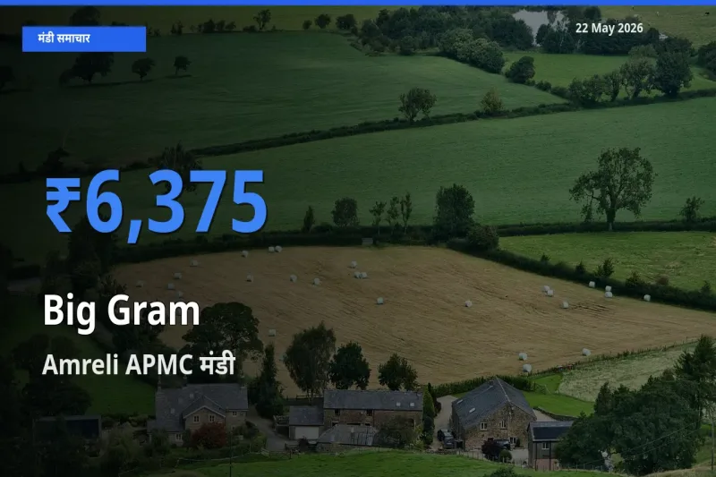 आज काबुली चना के सबसे ज़्यादा दाम Amreli APMC मंडी में दर्ज
