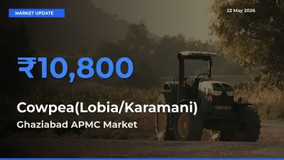 Ghaziabad APMC Records Highest ₹10,800 Rate for Cowpea(Lobia/Karamani)