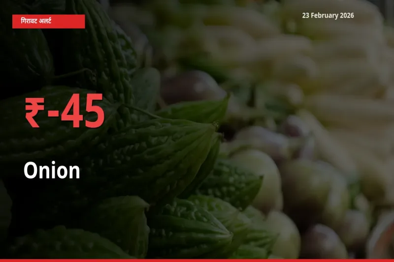 किसानों की चिंता बढ़ी! स्थानीय मंडी में Onion 45.17% गिरा