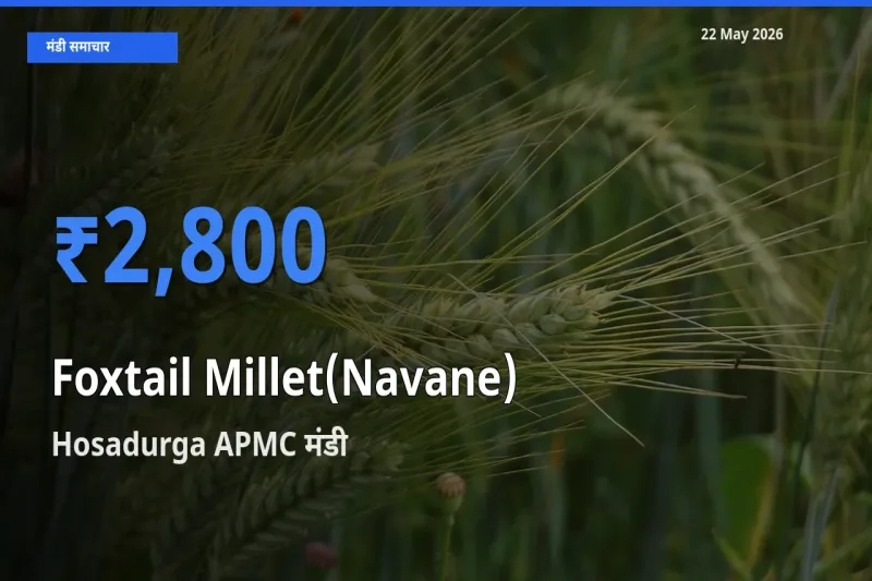 Hosadurga APMC मंडी में कांगनी (काकुन) ₹2,800 पर पहुँचा – आज का सर्वोच्च भाव