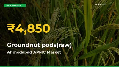Groundnut pods(raw) Mandi Rate Surges Today in Ahmedabad APMC – Highest Level in 30 Days
