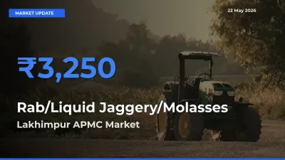 Lakhimpur APMC Records Highest ₹3,250 Rate for Rab/Liquid Jaggery/Molasses