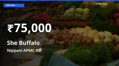 Nippani APMC में दूध वाली भैंस ₹75,000 पर गिरा – 30 दिन का न्यूनतम भाव