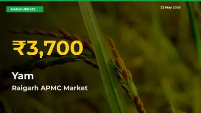 Yam Prices Soar to Record High in Raigarh APMC – Farmers Alert Today