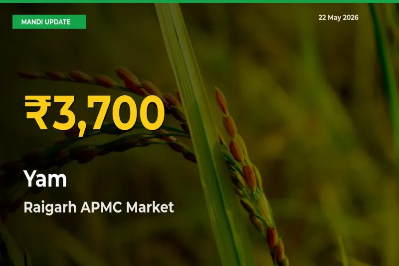 Yam Prices Soar to Record High in Raigarh APMC – Farmers Alert Today