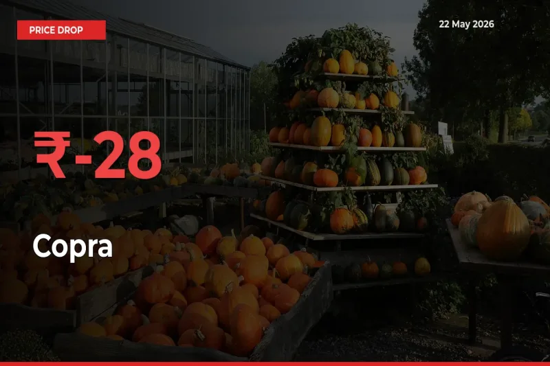 Sharp Fall! Copra Prices Plunge 28.07% in a Day at Key Mandis