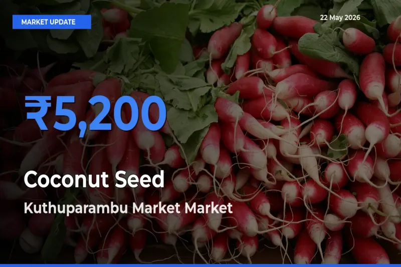 Kuthuparambu Market Records Highest ₹5,200 Rate for Coconut Seed