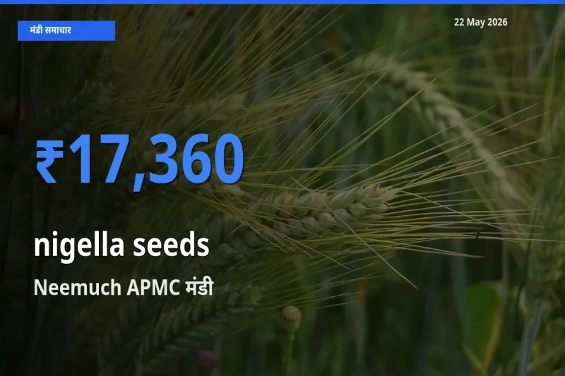 आज का मंडी भाव: कलौंजी के बीज के सबसे ज़्यादा दाम Neemuch APMC में