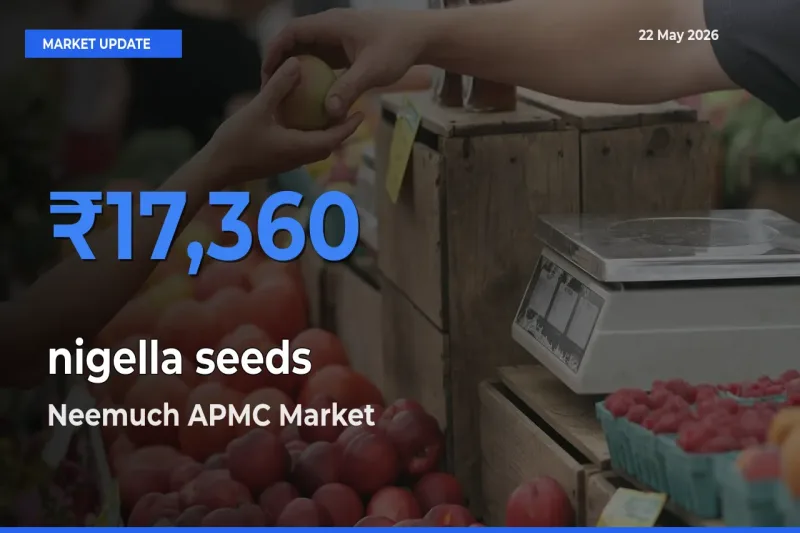 Farmers Prefer Neemuch APMC as nigella seeds Hits Highest Rate