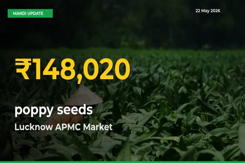 Big Jump in poppy seeds Prices! Lucknow APMC Records New Peak Today