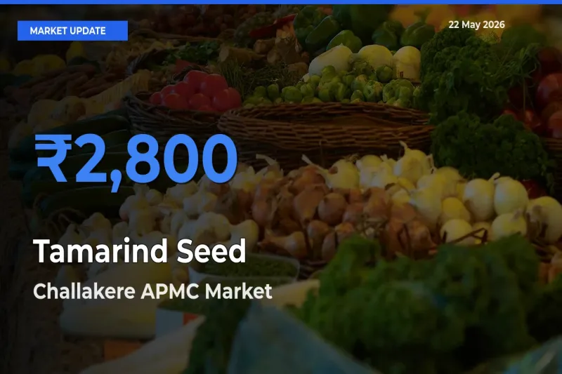 Challakere APMC Tops Tamarind Seed Mandi Rates Today
