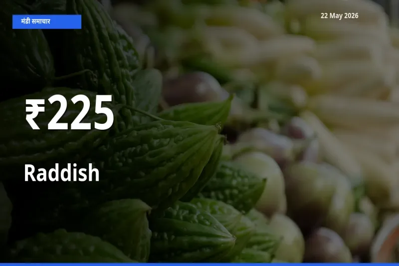 225+ मंडियों में मूली के दामों का एक जैसा ट्रेंड