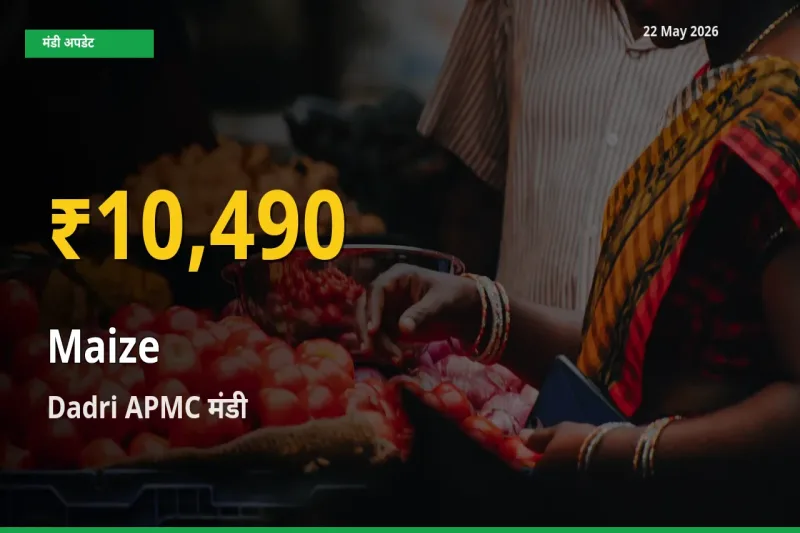 आज Dadri APMC में मक्का के दाम रिकॉर्ड स्तर पर, ताज़ा मंडी भाव जानें
