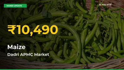 Why Maize Prices Are Climbing in Dadri APMC – Today’s New High Explained
