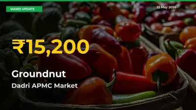 Groundnut Price Rally Continues – Dadri APMC Hits Fresh High Today