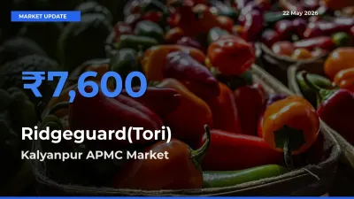 Kalyanpur APMC Leads as Top Mandi for Ridgeguard(Tori) Prices