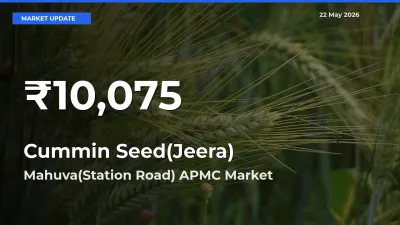 Cummin Seed(Jeera) Hits 30-Day Low in Mahuva(Station Road) APMC