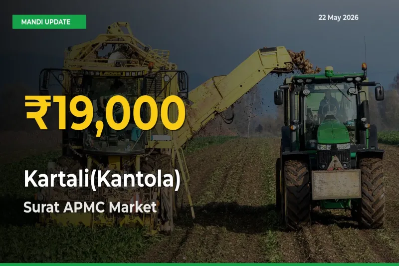 Kartali(Kantola) Mandi Rate Surges Today in Surat APMC – Highest Level in 30 Days