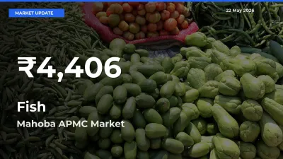 Fish Prices Touch 30-Day Low in Mahoba APMC – May 22 Update