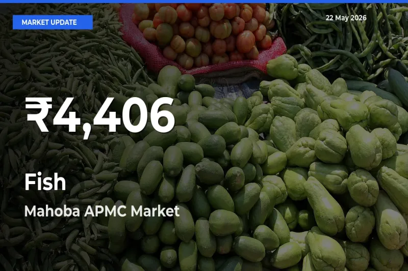Fish Prices Touch 30-Day Low in Mahoba APMC – May 22 Update