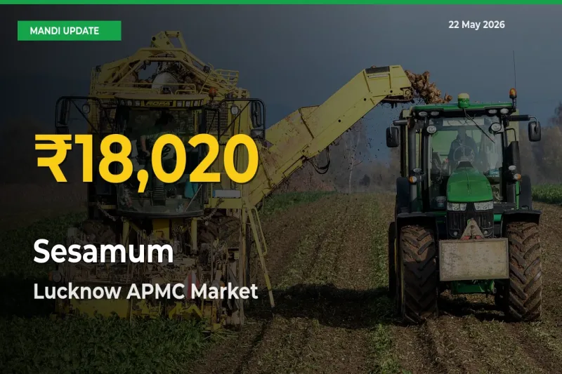 Big Jump in Sesamum Prices! Lucknow APMC Records New Peak Today