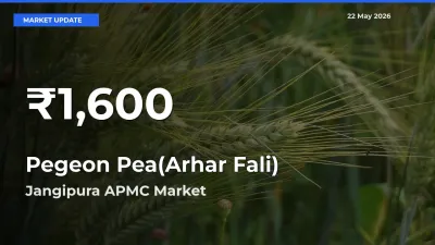 Why Pegeon Pea(Arhar Fali) Prices Slumped in Jangipura APMC – 30-Day Low Today