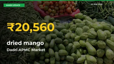 dried mango Mandi Rate Surges Today in Dadri APMC – Highest Level in 30 Days